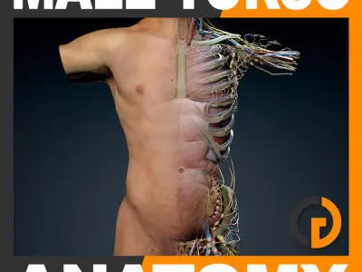 Human Male Torso Anatomy 3D model