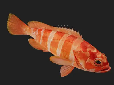 Bass fish Low-poly 3D model 2