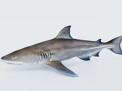 Nurse Shark Free 3D model