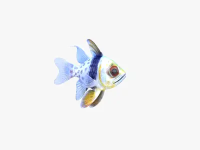 Orbiculate and Spotted Cardinalfish 