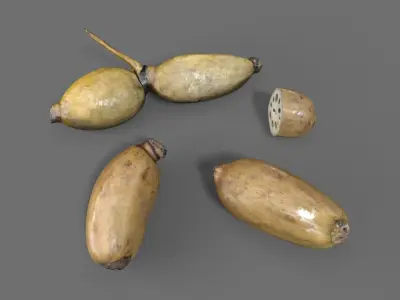 Lotus Root Low-poly 3D model
