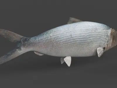 Milkfish fish 3D model