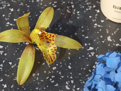  Orchid Flowers Collection 