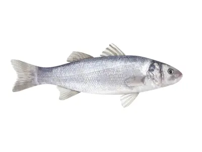 Fish Collection 3D model