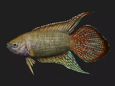 Roundtailparadisefish Low-poly 3D model