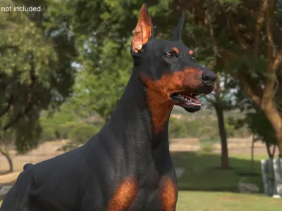 Doberman Pinscher Dog 3D model