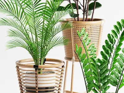 Indoor Plant Set 07 3D model