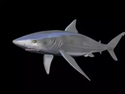 shark attack Low-poly 3D model