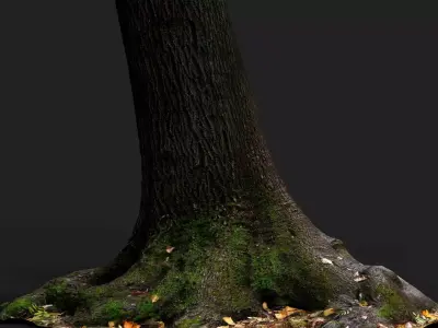 tree bark wide trunk part PBR photogrammetry Low-poly 3D model
