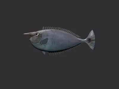 Unicorn Fish 3D model