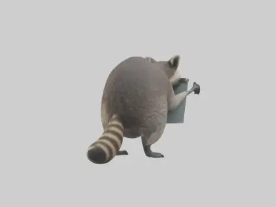 Raccoon scavenging model Low-poly 3D model