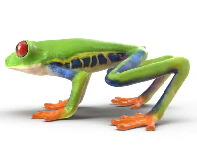 Red Eyed Tree Frog Rigged for Maya 3D model