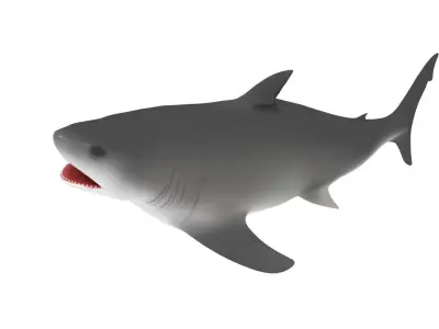 Shark Rigged 3D model