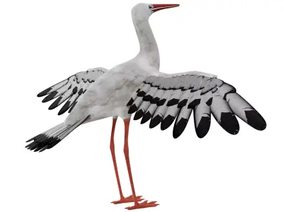 Stork 3D model purchase