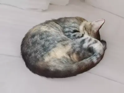 Cat sleeping Low-poly 3D model