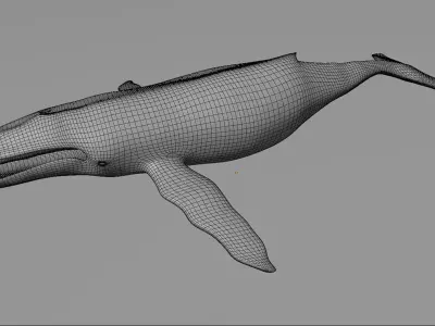 Humpback Whale 3D model purchase