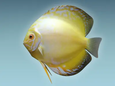 Discus Fish 3D model buy