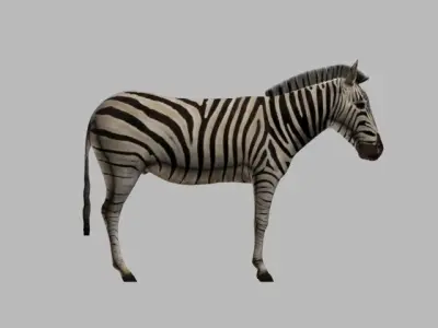 ZEBRA LOW POLY 3D model