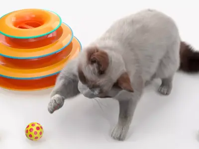 Ragdoll Cat Playing with Tower Track Toy Fur 3D model