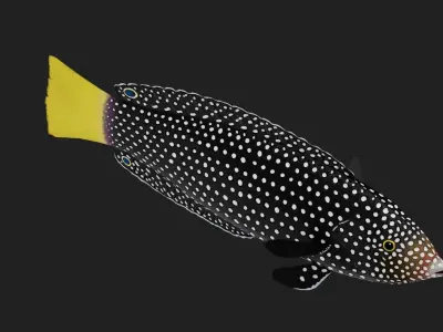 Wrasse Low-poly 3D model 7