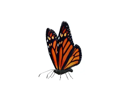 Butterfly Collection Pack 1-6 Low-poly 3D model