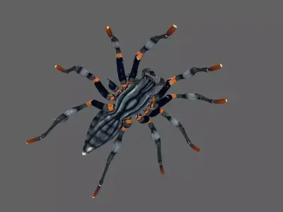 Spider 3D model 18