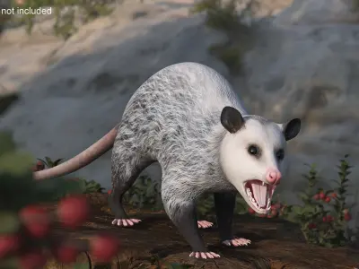  Opossum in Attacking Pose 