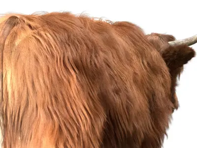 Highland Cow (Rigged) 3D model