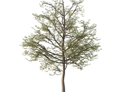 Mountain Ash Tree 09 3D model