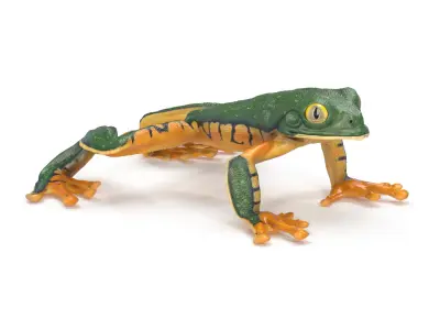 Splendid Leaf Frog Animated 3D model