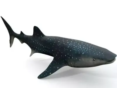 Whale Shark Low-poly 3D model