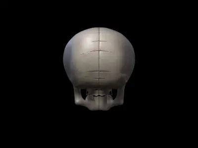3d Model Skull Mask Human  Head 3D model