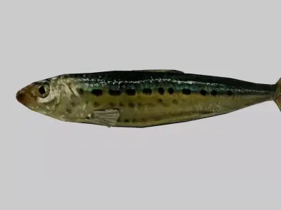 Sardine Low-poly 3D model purchase