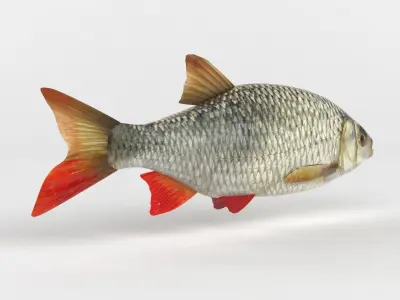 Rudd Fish 3D model