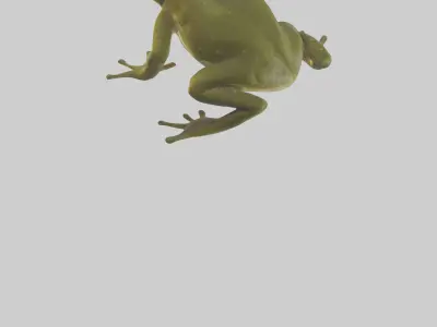 Indian Bullfrog croaking model Low-poly 3D model