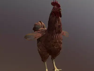 ROOSTER  CHICKEN IDLE OBSERVING  IDLING 3D model