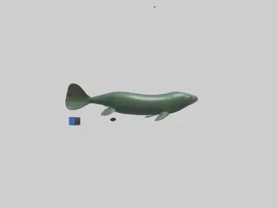 Electric Eel swimming model 3D model