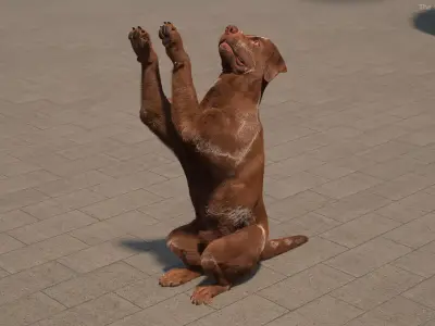 Brown Labrador Dog Begging Pose Fur Animated Rigged for Maya 3D model