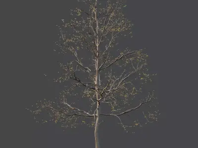 Mountain Ash Tree 07 3D model