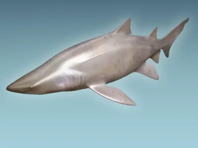 Sand Tiger Shark 3D model