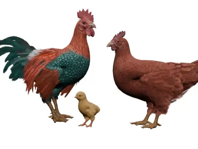 Pack of chickens Low-poly 3D model