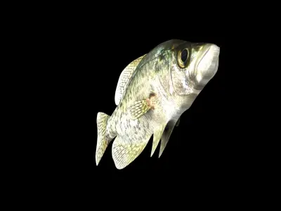 crappie x fish swimming 3D model