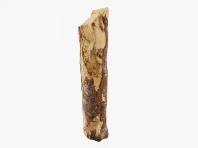 Scanned Tree Wood 06 3D model