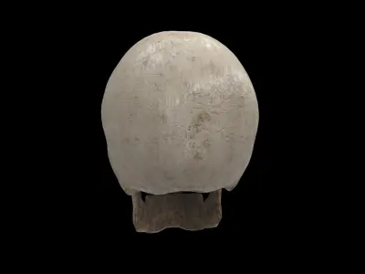human skull 3D model