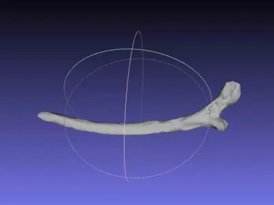 Psittacosaurus Left Rib 1 Mirrored Free 3D print model