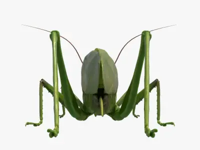 4K Katydid Low-poly 3D model
