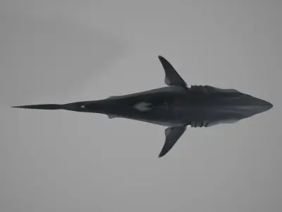 Great White Shark Low-poly 3D model 2