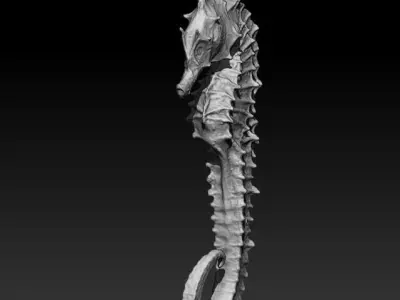 SEAHORSE 3D model 4