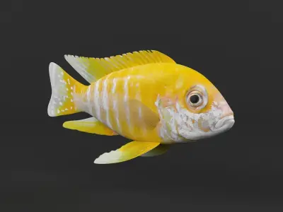Cichlid Fish 3D model purchase