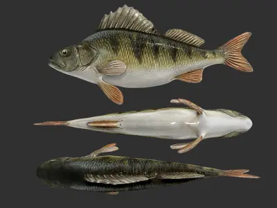 Slice and dried fish aset  Low-poly 3D model